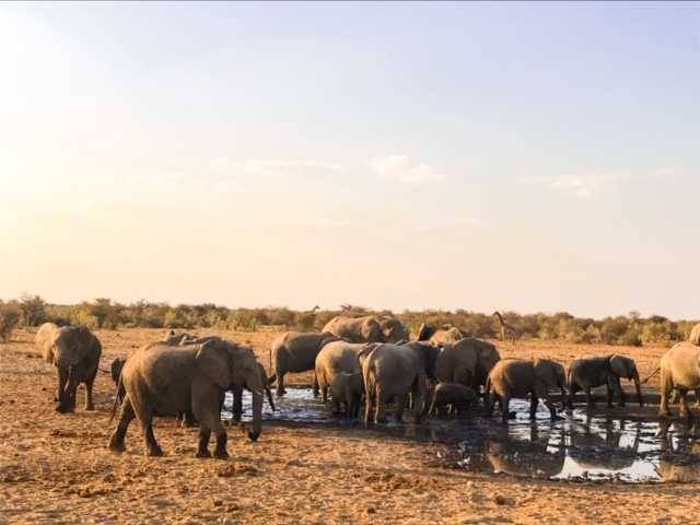 Elephants drinking from a watering hole